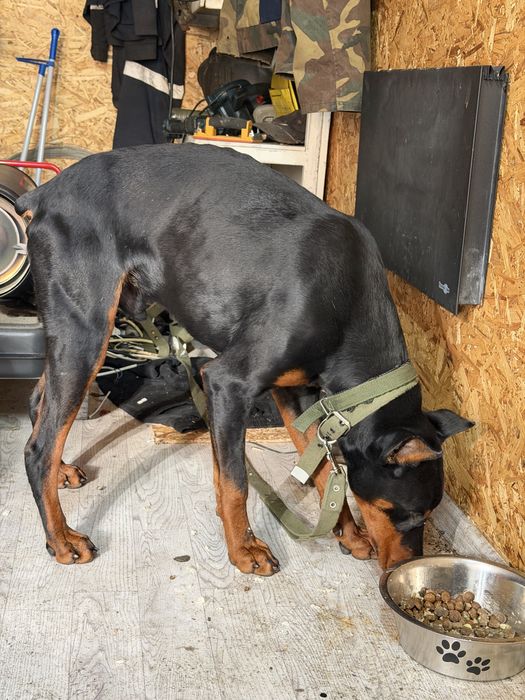 Доберман 9 месяцев