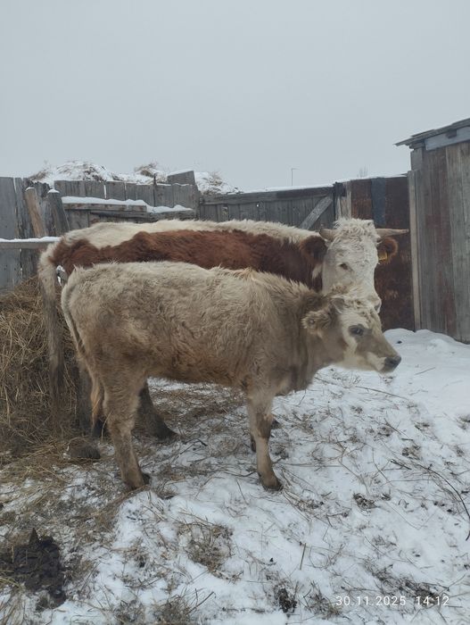 Продам тёлочку 7 месяцев