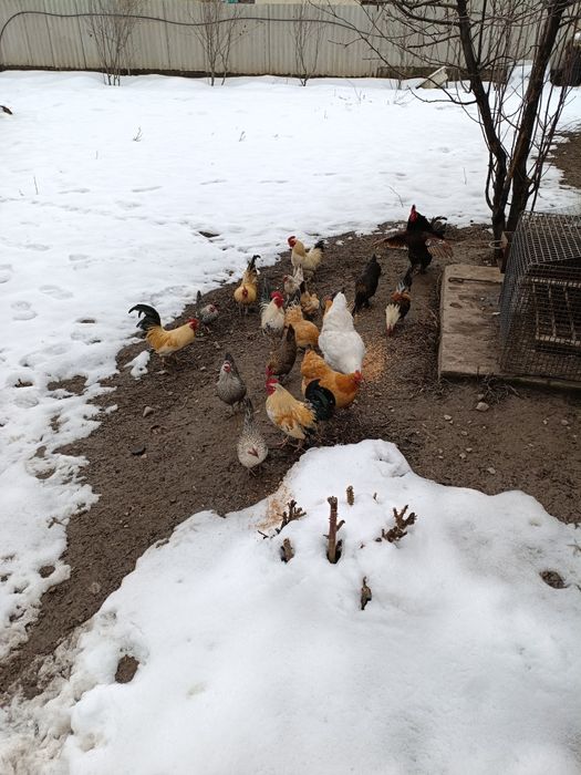 Продам карликов количество 20 штук