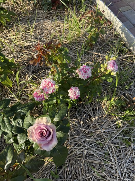 Продам дачу в СТ Веснянка