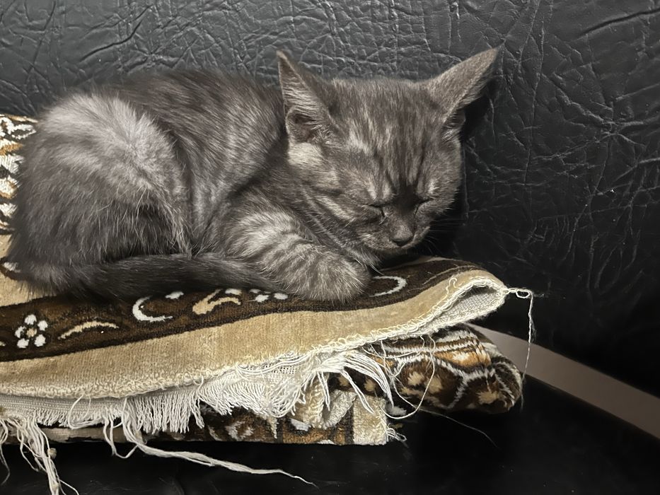 Отдам котя в добрые руки