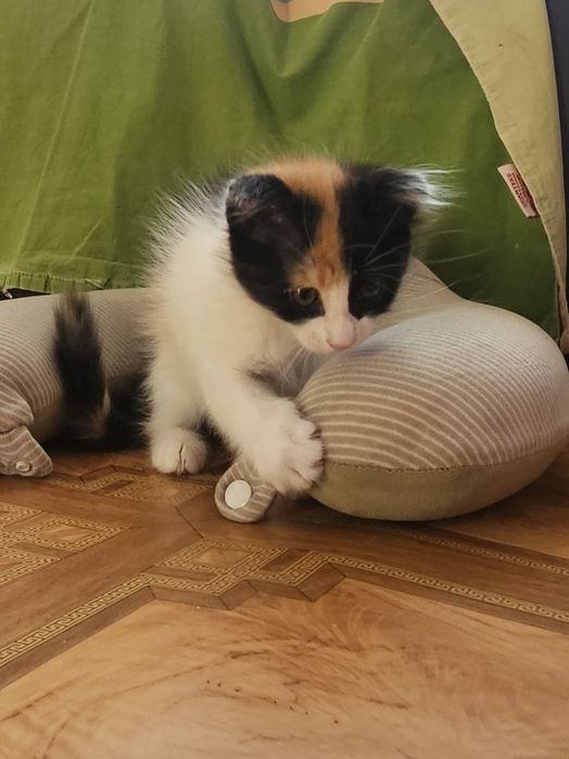 Отдам в добрые руки
