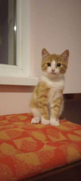 Котенца на 7 месеца търсят дом.