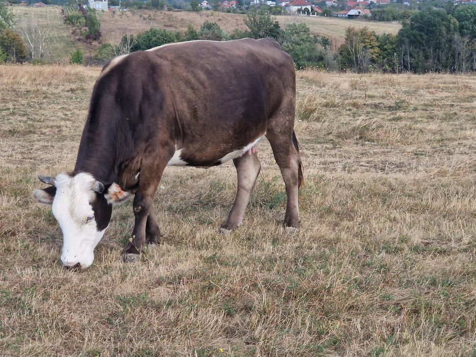 Vaci baltata românească