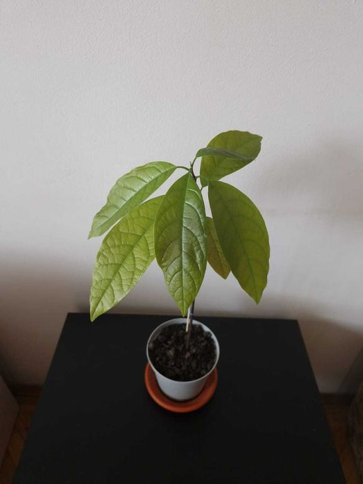 Planta avocado in ghiveci