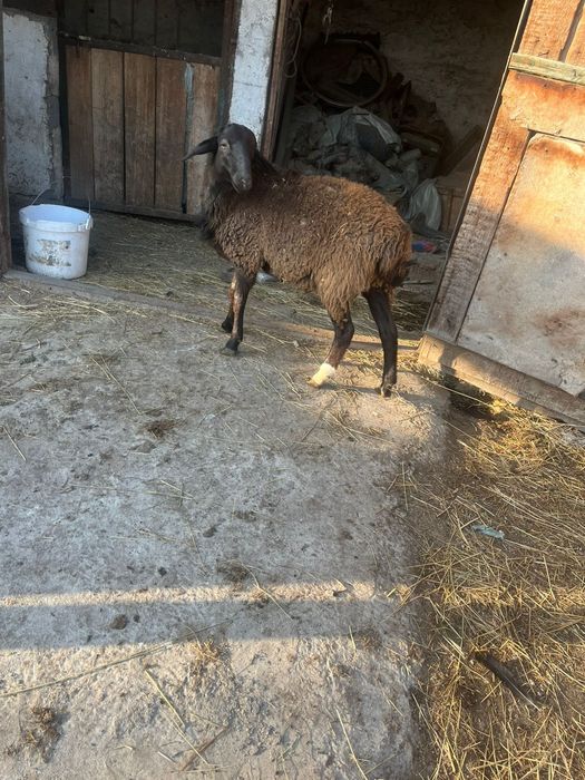 Қой сатам помесь дорпер