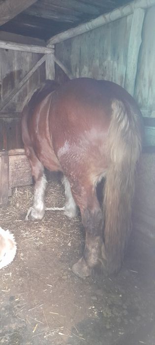 Vand manză si junele