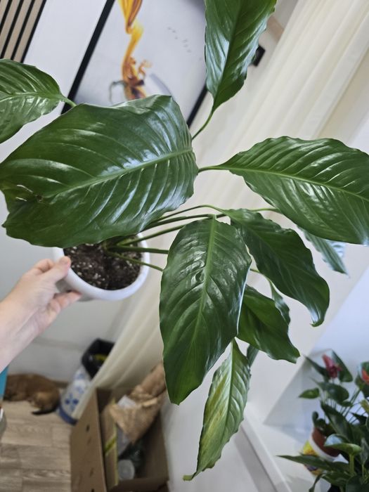 Спатифиллум,филадендрон Биркин