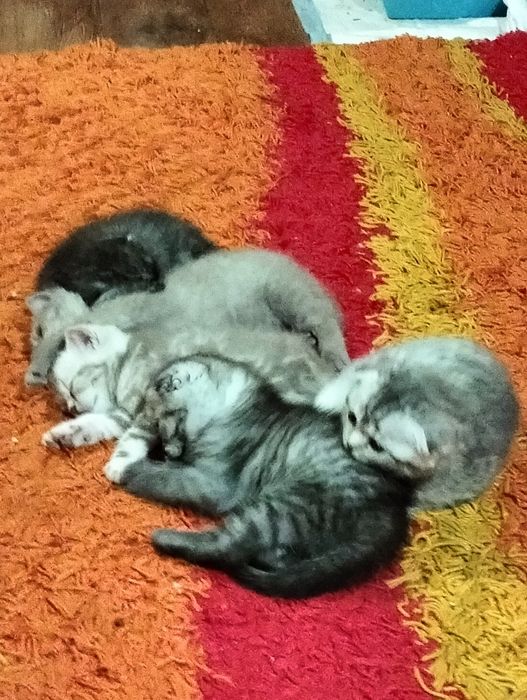 Продажа котят скоттиш фолд