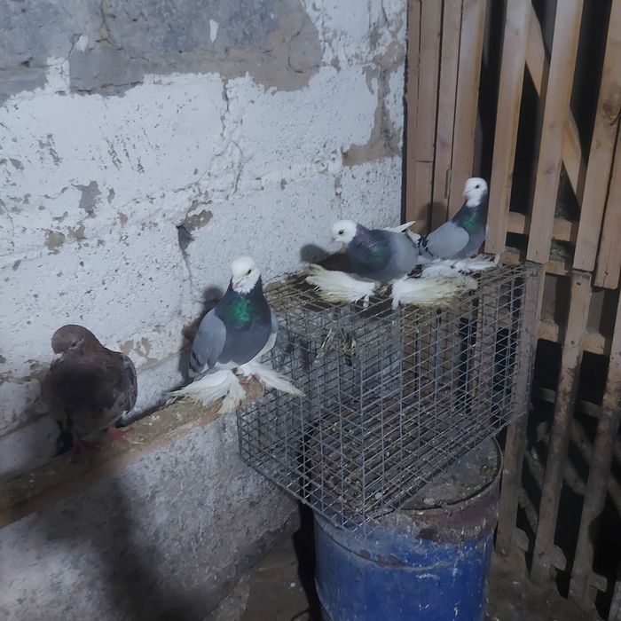 Маздоки 3пара 6штук