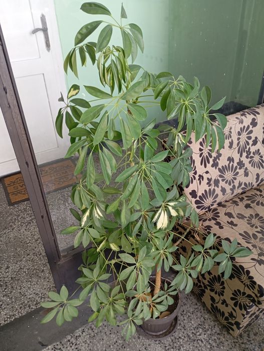 Продавам шефлера