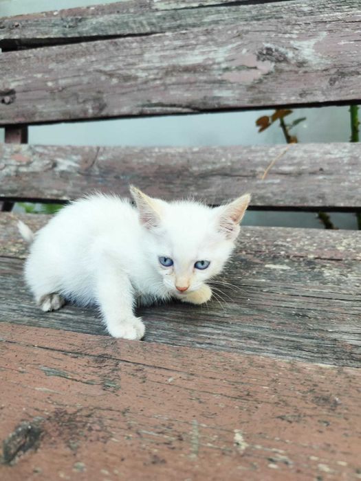 Dau spre adopție pui de pisică