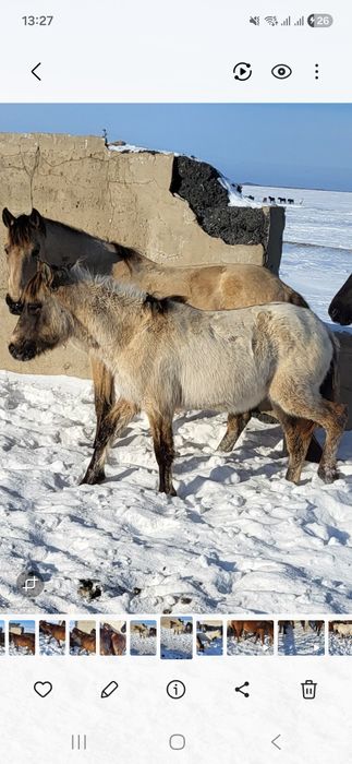 Продам жеребёнка, жабагы.