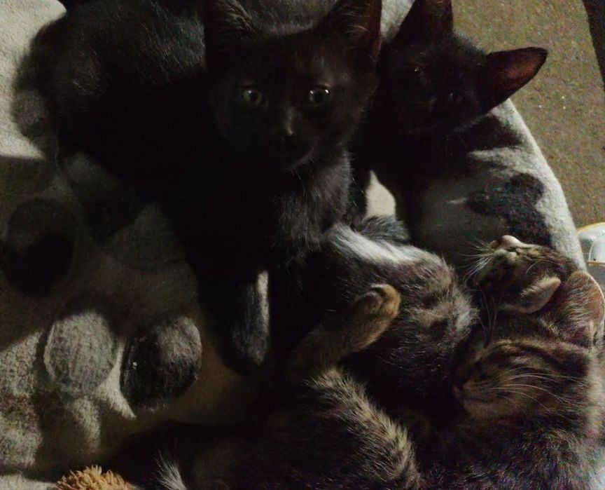 подарявам 4 котенца
