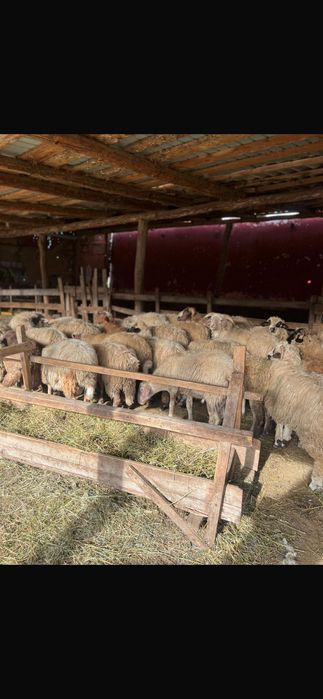 Miei de vânzare foarte frumoși