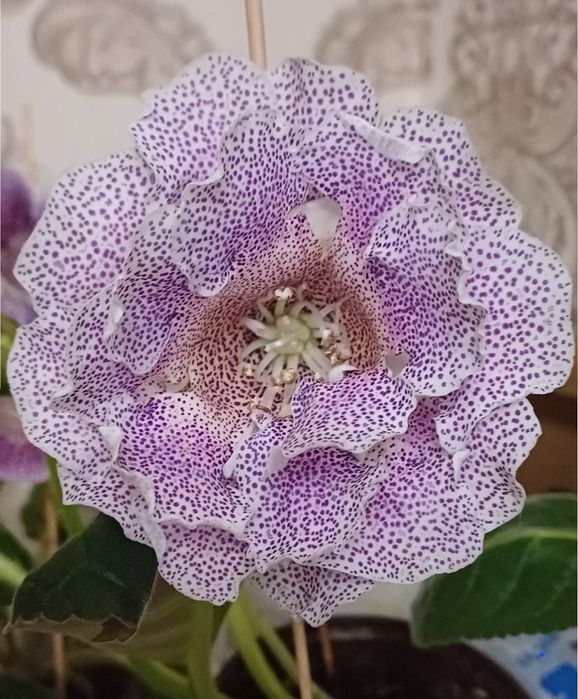 Цветы     цветы.