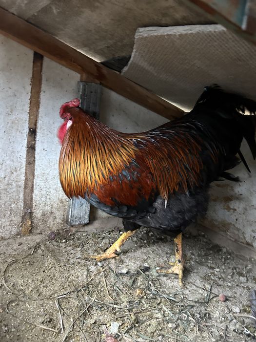 Петухи  домашние