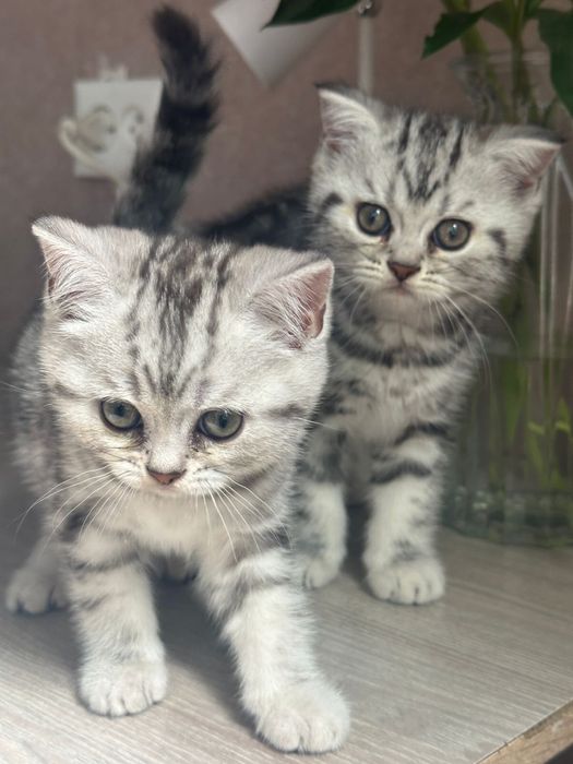 Продам котят породы Шотландская прямоухая