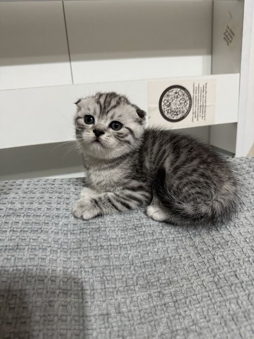 Чистокровные шотландцы