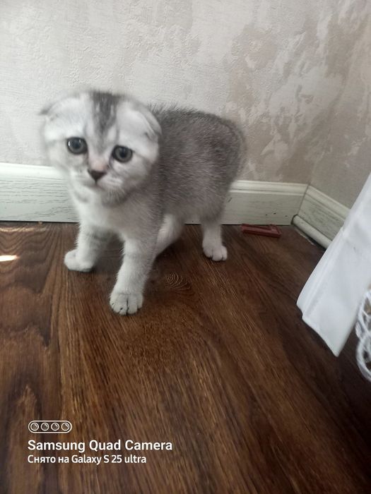 Заголовок: Чистокровный Шотландский вислоухий котенок (Scottish Fold),