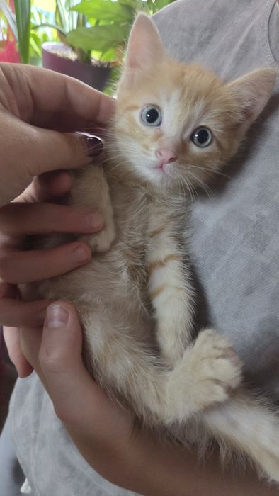 Кошечка ищет дом и любящих хозяев