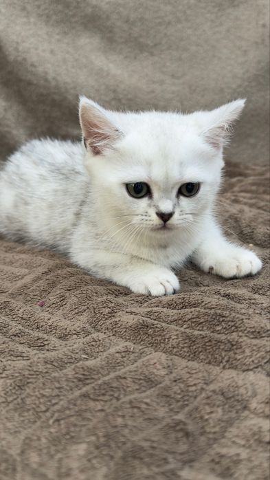 Породистые котята