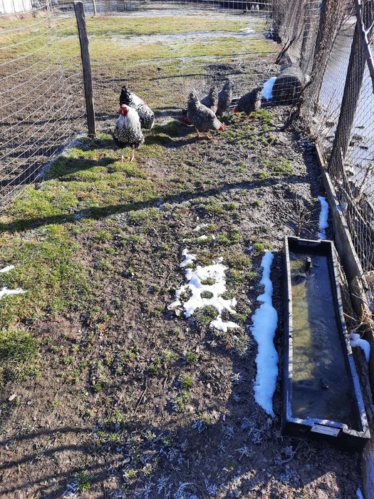 Cocoși de vânzare diferite rase