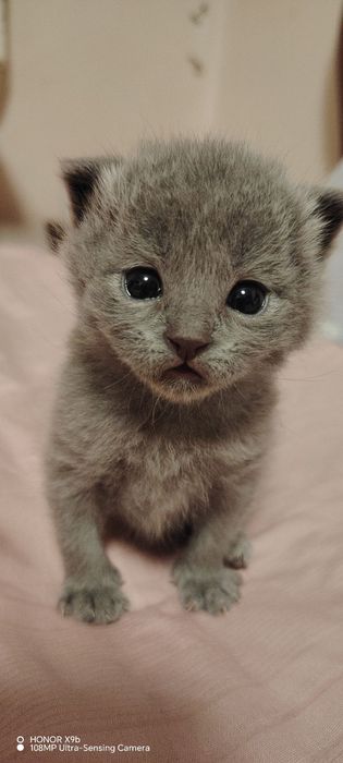 Shirin zotdor mushukchalar sotiladi.