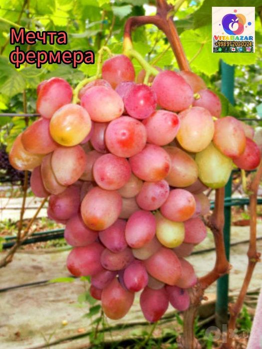 Турли нав Узум кӯчатлари