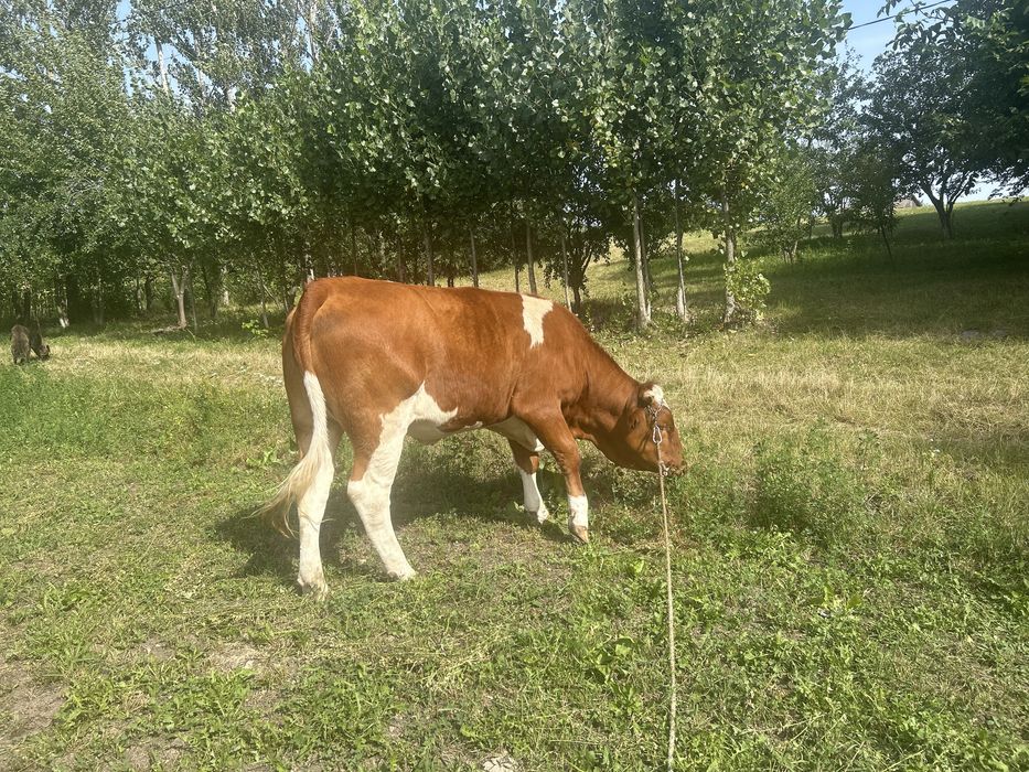 Junică gestantă