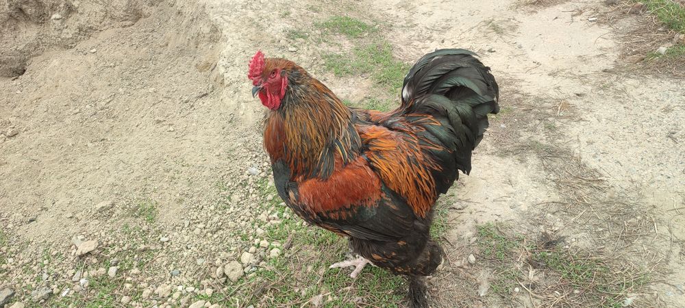 Петушки молодые домашние