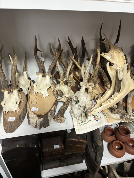 Рога елен сръндак трофей паралия софра маса