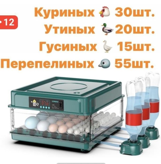 Инкубатор.                Бизон