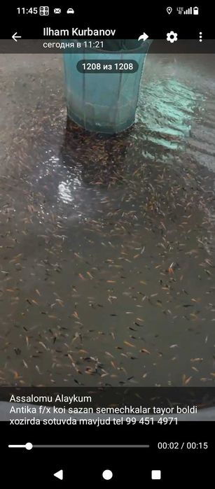 oʻsha mashxur KOI sazan semechkalar tayor boldi xozirda sotuvda mavjud