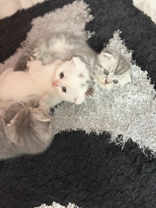 Шатланские котята