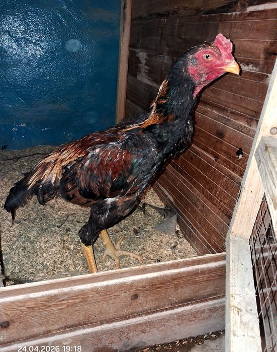 Продам бойцового цыпленка,Срочно!