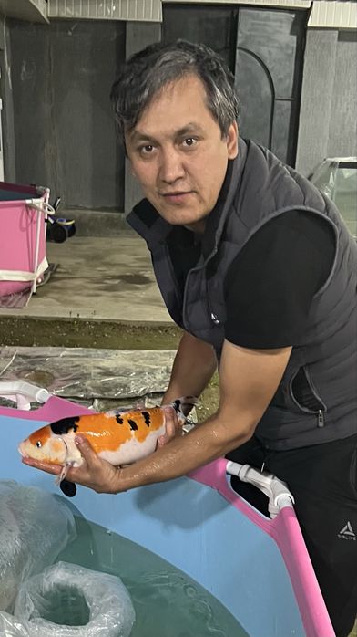 Кои рыба для пруда