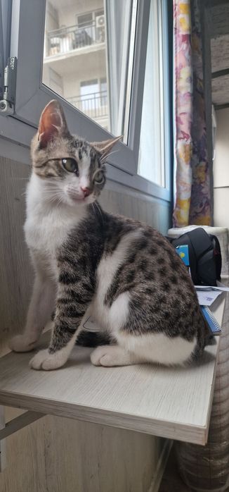 Отдам котенка мальчика