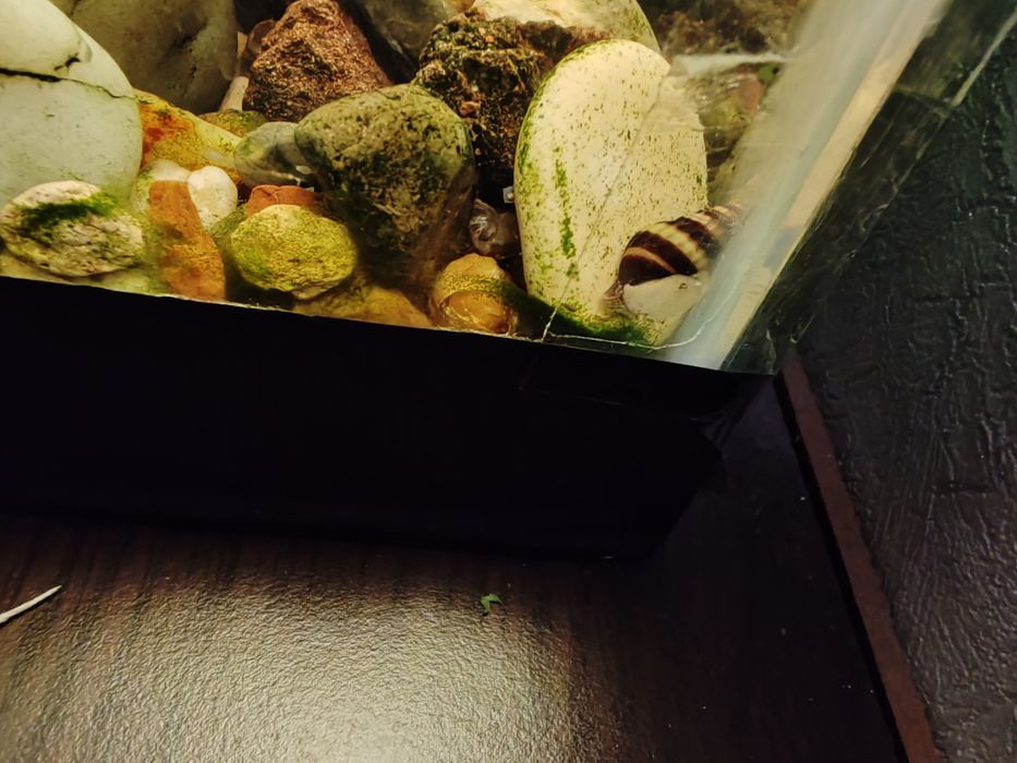 Продам Хелены улитки