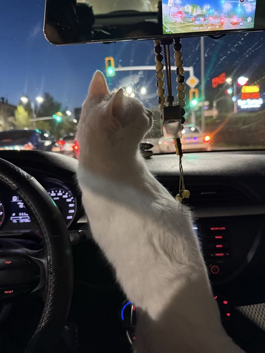 Отдам кошку в добрые руки