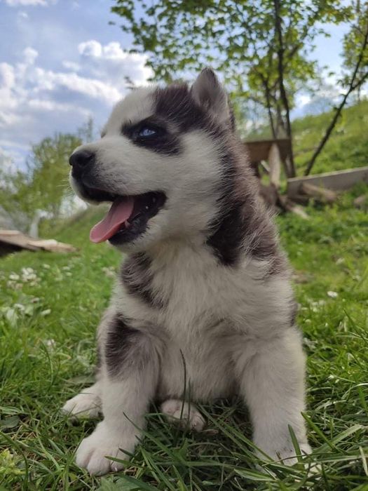 Pui Husky Siberian – Masculi și Femele – 8 săptămâni
