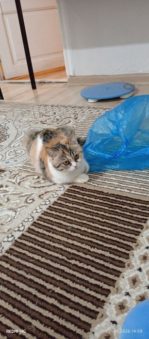 Отдам катёнка в хорошие руки