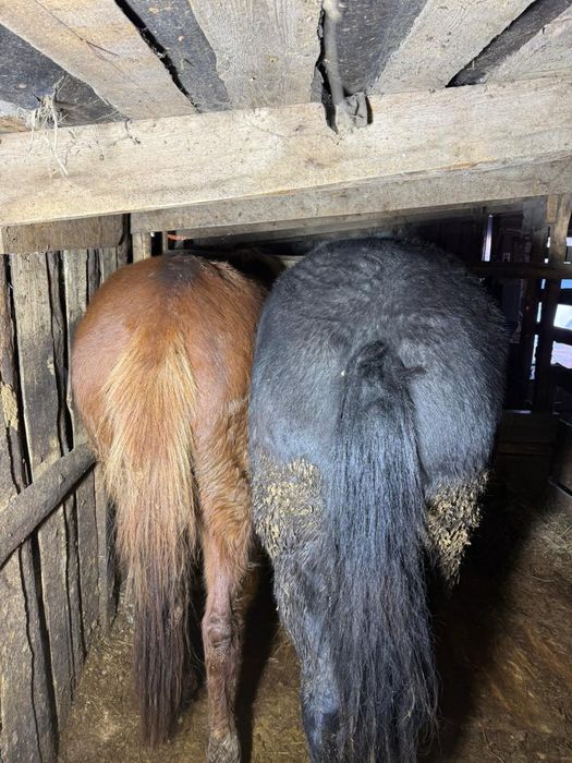 Продам лошадей с откорма