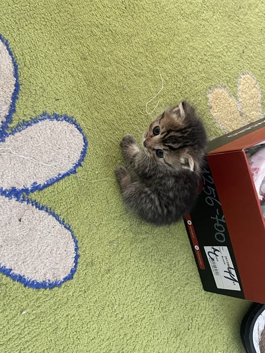 Котенок 1-2 месяца