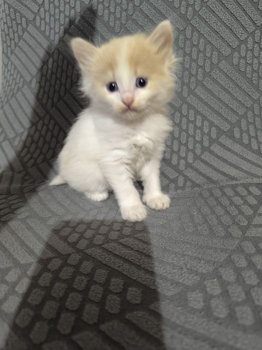 Котята заботливым ответственным хозяевам