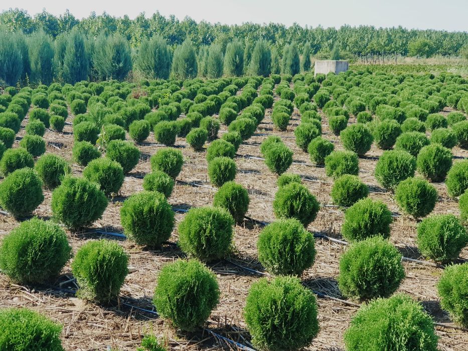 Plante ornamentale,tuia smaragd, columnaris, leylandii, tei, mesteacan