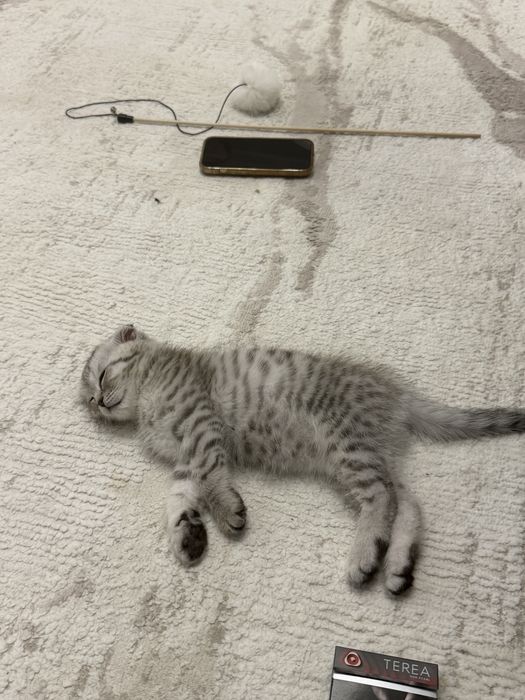 Шотландский вислоухий котёнок