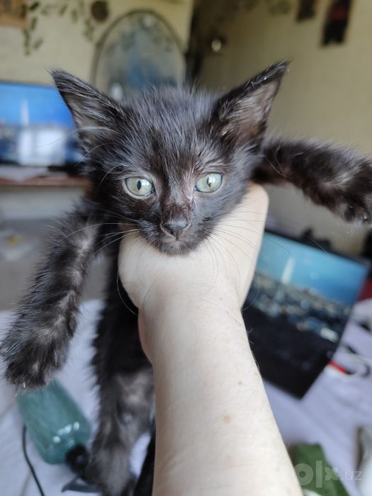 Котенок Бесплатно в добрые руки