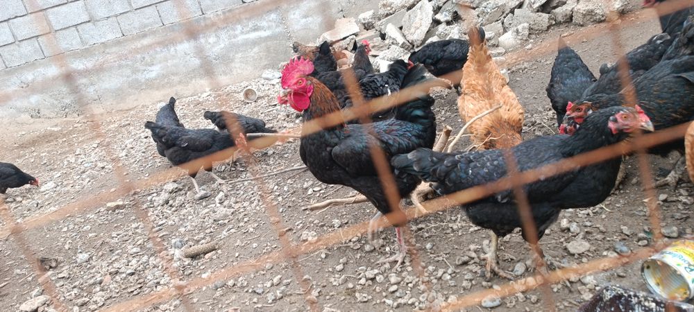 Қораз, әтеш, петух