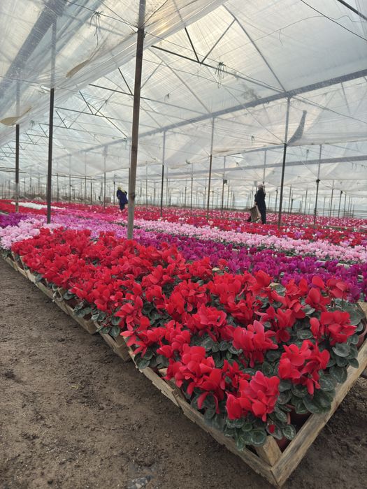 Steklamen Gullar sotuvda